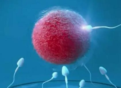 盘点造成试管胎停率高的3大原因！做三代试管胎停概率大吗