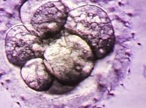 深圳三代试管婴儿怀孕成功率排名？哪家医院试管成功率较高？